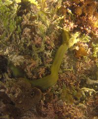 Gymnothorax funebris
