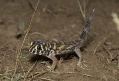 Teratoscincus scincus
