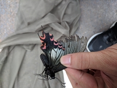 Papilio elwesi
