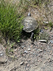 Malaclemys terrapin terrapin