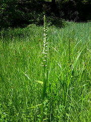 Platanthera dilatata
