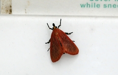 Arctioblepsis rubida