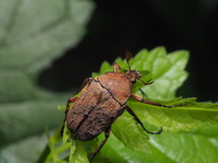 Cosmiomorpha similis