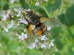 Tachina fera