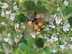 Tachina fera