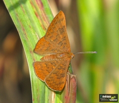 Emesis ocypore zelotes