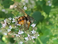 Tachina fera