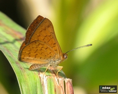 Emesis ocypore zelotes