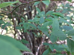 Vaccinium erythrocarpum