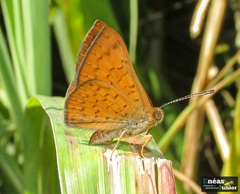 Emesis ocypore zelotes