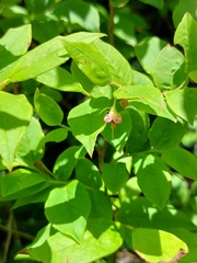 Vaccinium erythrocarpum