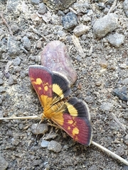 Pyrausta falcatalis
