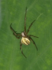 Neoscona molemensis