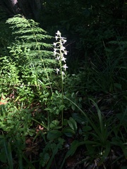 Platanthera muelleri