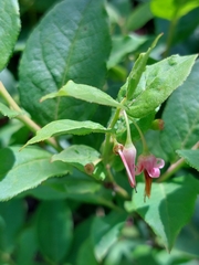Vaccinium erythrocarpum