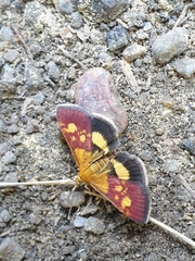 Pyrausta falcatalis