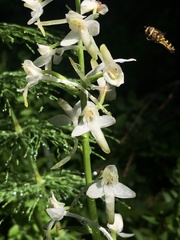 Platanthera muelleri
