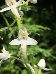 Platanthera muelleri