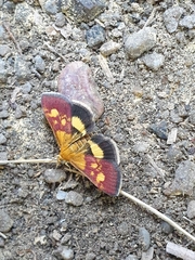 Pyrausta falcatalis