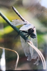 Libellula quadrimaculata
