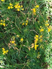 Lotus corniculatus