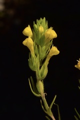 Castilleja lacera