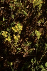 Castilleja lacera