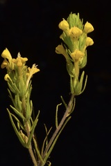 Castilleja lacera