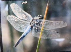 Orthetrum cancellatum