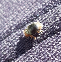 Rhyzobius lophanthae