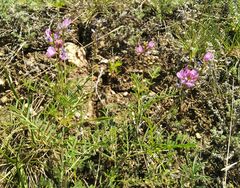 Astragalus versicolor