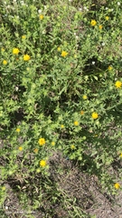 Grindelia squarrosa