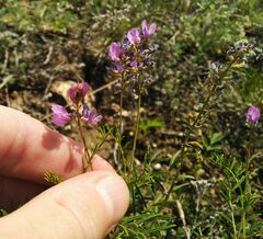 Astragalus versicolor