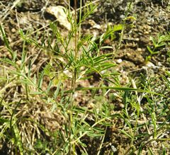 Astragalus versicolor