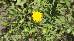 Grindelia squarrosa