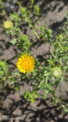 Grindelia squarrosa