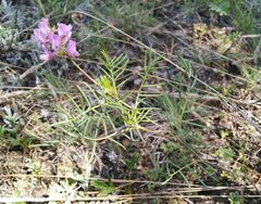 Astragalus versicolor