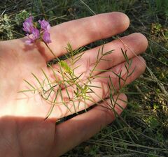 Astragalus versicolor