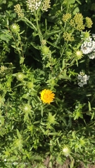 Grindelia squarrosa