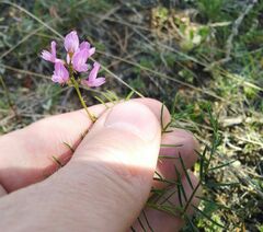 Astragalus versicolor