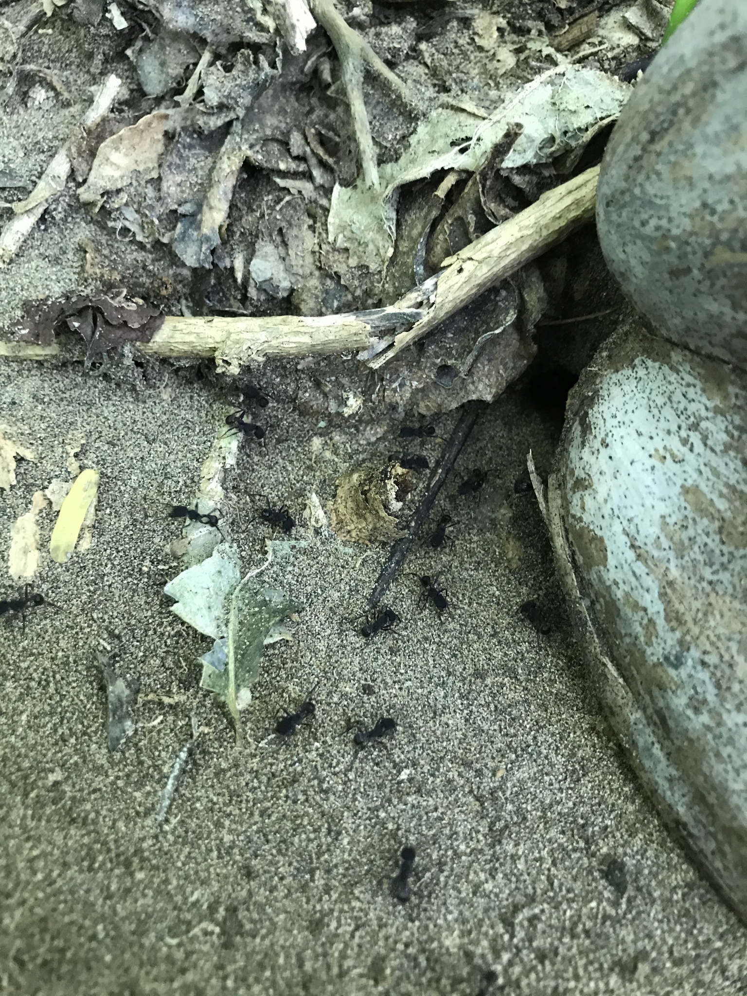 Pogonomyrmex mayri