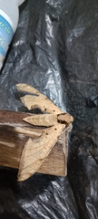 Protambulyx