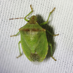Thyanta calceata