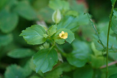 Erythranthe nepalensis