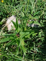 Gentiana cruciata cruciata