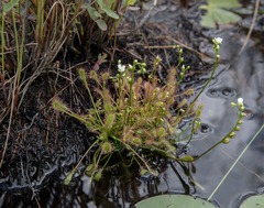 Drosera intermedia