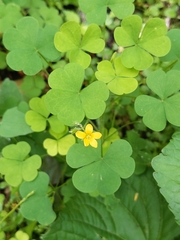 Oxalis grandis