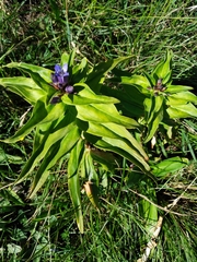Gentiana cruciata cruciata