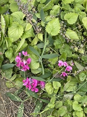 Lathyrus latifolius