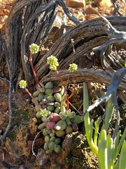 Crassula clavata